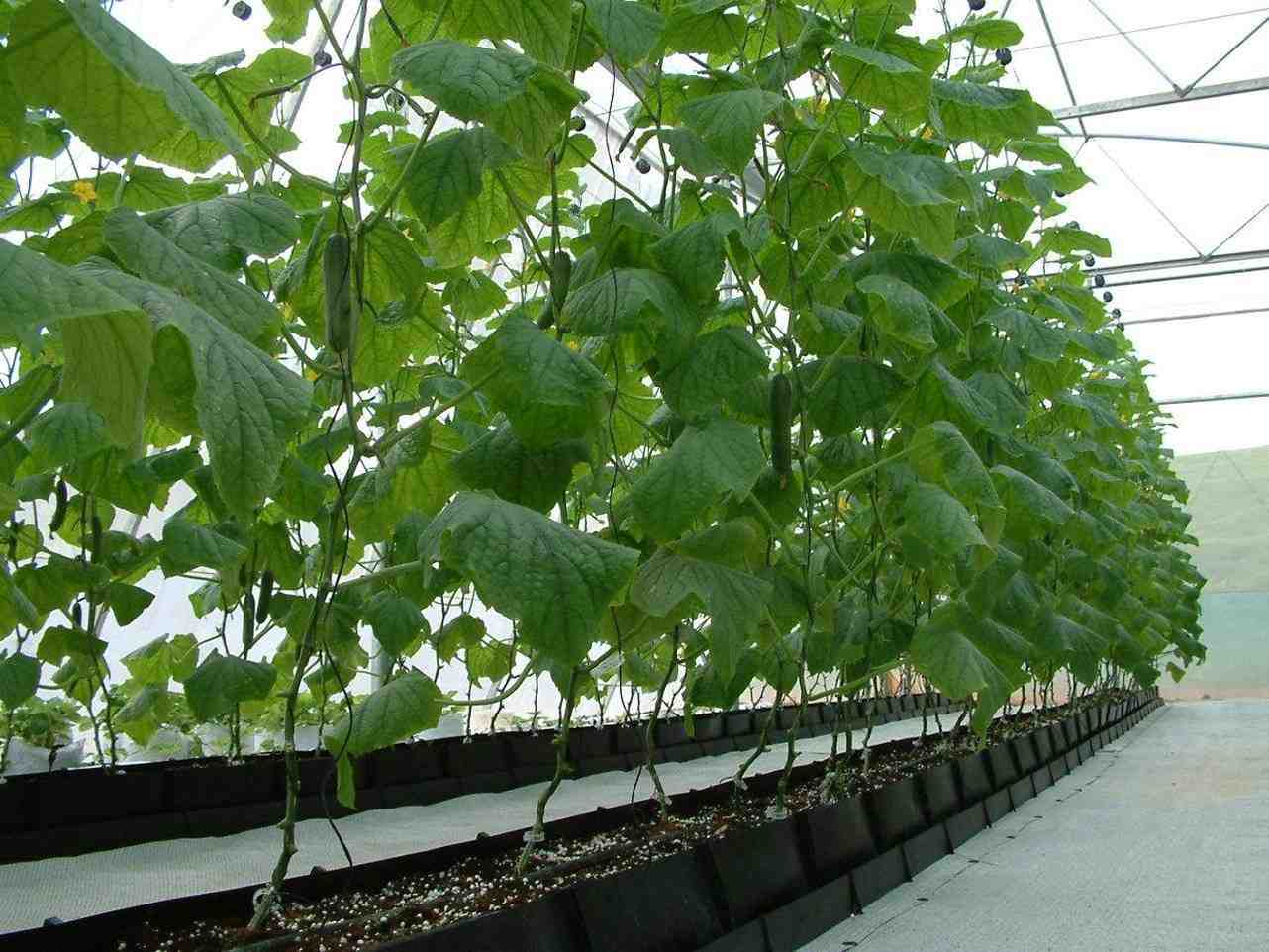 Eco Coir