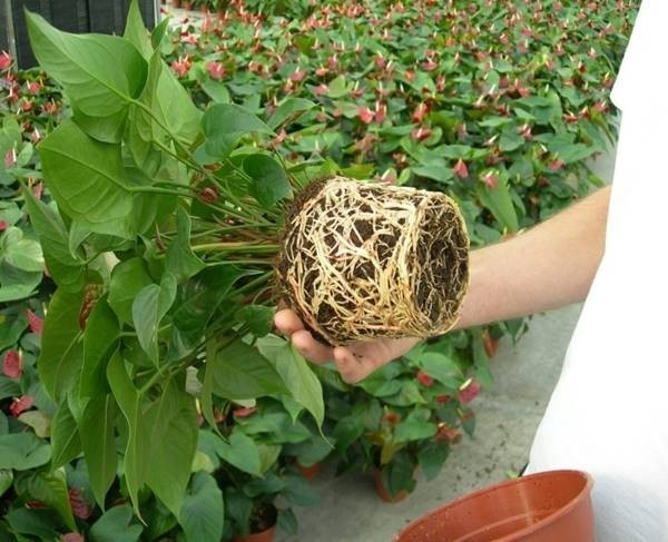About Eco Coir About Eco Coir