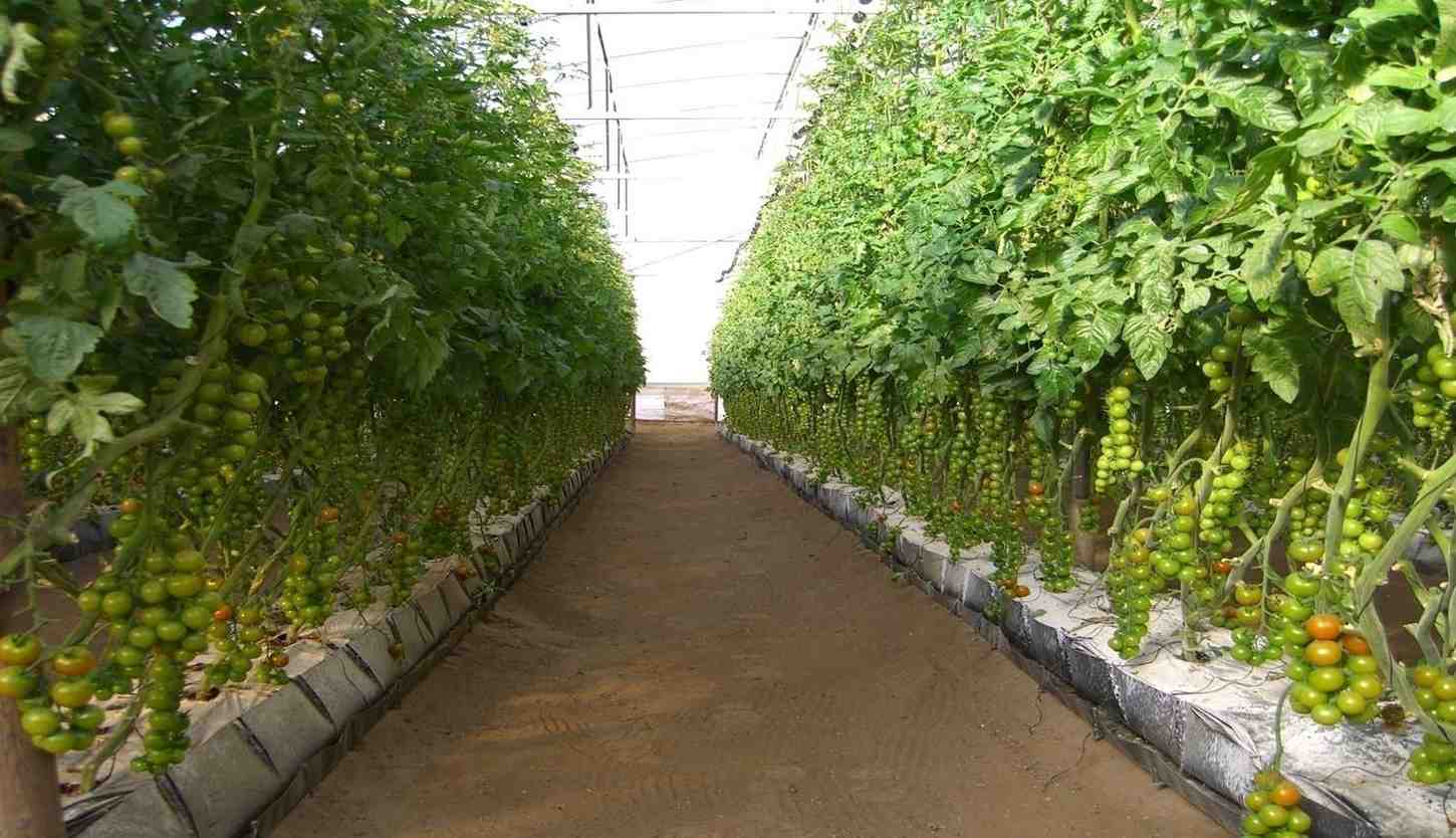 Eco Coir