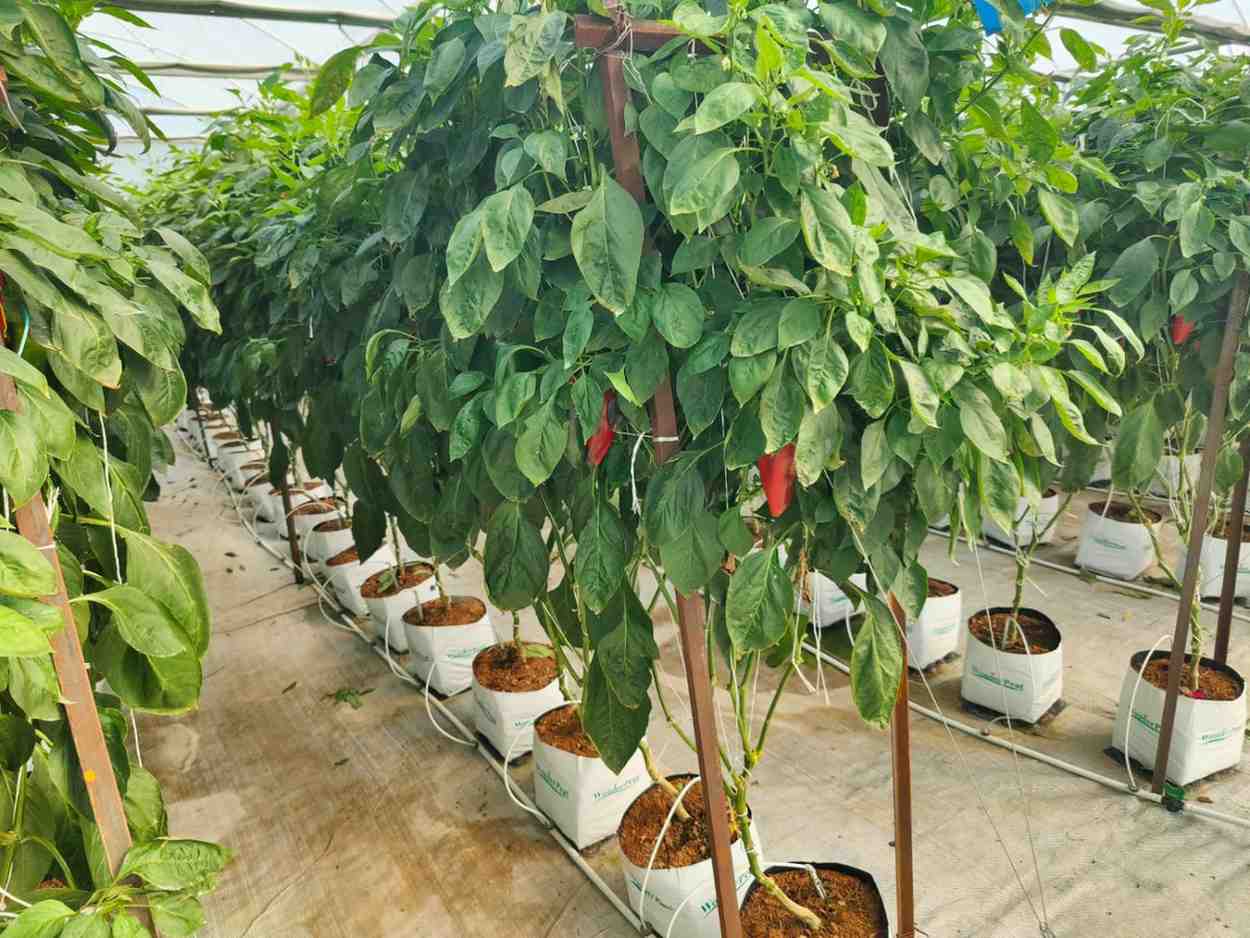 Eco Coir
