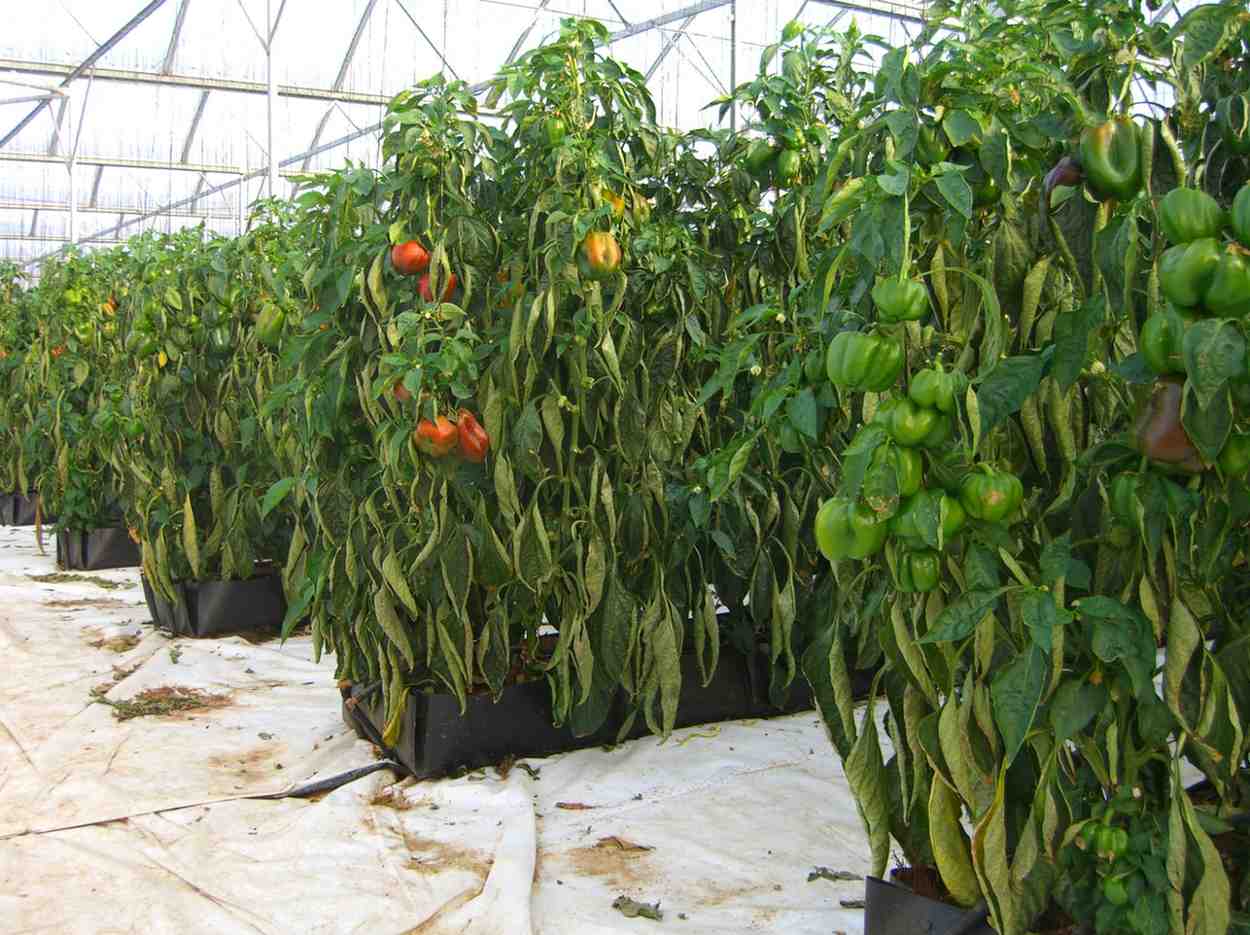 Eco Coir