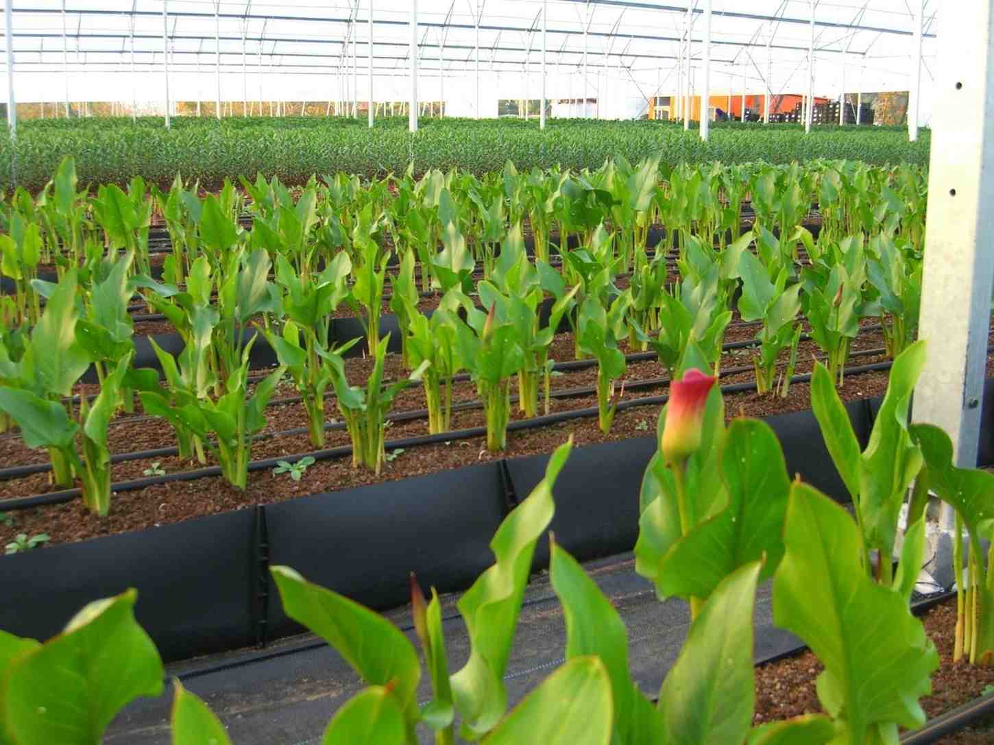 Eco Coir